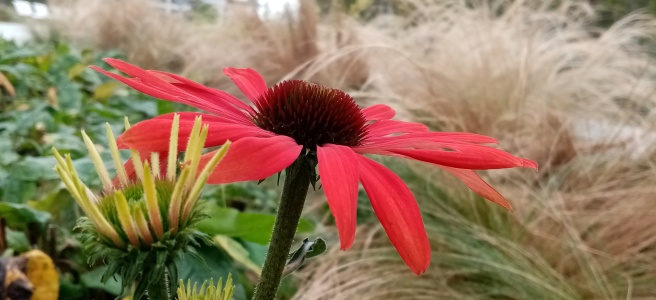 red flower on a background of grass and greens