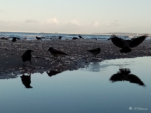 crows on sand and one crow flying above water